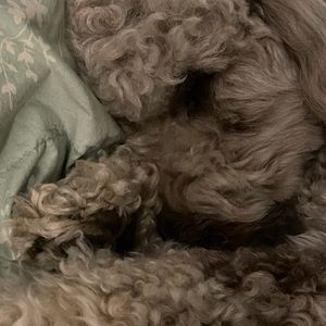 Meet your Posher, Shannon